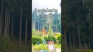 Lamahatta, Darjeeling | Most Beautiful Pine Forest | Must Visit Place #darjeelingtour #darjeeling