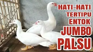 CIRI - CIRI ENTOK JUMBO ASLI
