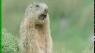 BBC Animals Alan Allan Allen Steve!! Conversation! Best ending!!