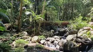 Brushbox Falls Rainforest Walk