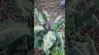 Short garden update for January 
