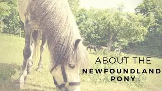 About the Critically Endangered Newfoundland Pony