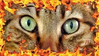 Apocalypse Cat