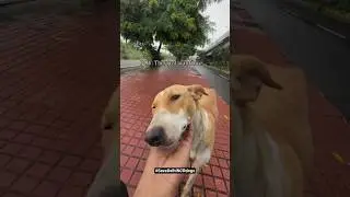 Save Delhi-NCR Dogs🙏 Raise your Voice #savedelhincrdogs #savedelhidogs #shorts #savethedogs