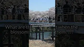 Little did I know the actual view they were looking at 😳#cherryblossom #japan #mtfuji