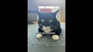 Как стать человеком. Учебник #georgieebom #кот #смешно #fyp #мемы #catfunny