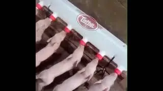 Piglet Milk Feeding Bucket