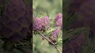 #FLORAISDEBACH - LARCH 🪻