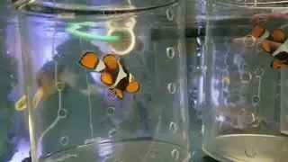 True Percula $TBD  - Solomon Island
