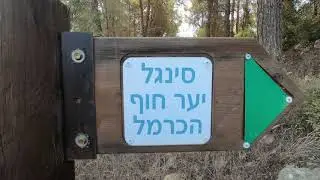 לטייל בארץ ישראל - סינגל יער חוף הכרמל