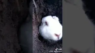 RABBIT, Chinese Animal Years, Make your life full of Emotion, Laughter, Animal Planet 兔子 #shorts #63