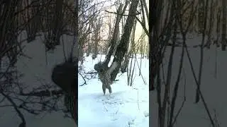Kanakull, Accipiter gentilis, Northern Goshawk - Eesti linnud