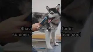 A SHOCKING Dog Myth EXPLAINED! ❌️🐕❌️ #shorts #dog #dogs #pet #pets
