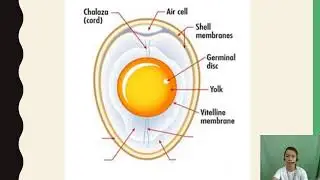Identification of egg parts