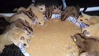 Sugar Glider Colony Eat crazzy!