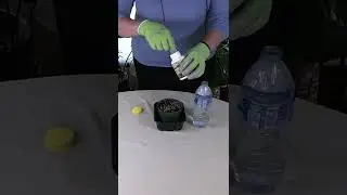 Используйте гормон корнеобразования в воде для быстрого укоренения растений