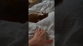 Funniest Cat ❤️ kitten meowing call 😹 # Part 8674