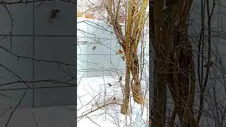 Sparrows in the city.