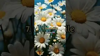 Top 10 National Flowers From Different Countries ✨ #shorts #viral #national