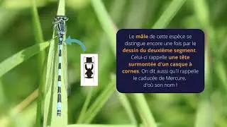 Le temps des libellules | L'Agrion de Mercure