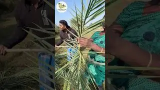 From Tree to Mat 🌴 | Where It All Begins #villagedatepalmmats #tamil #village