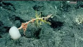 Rossellidae Stalked @ Swains Island