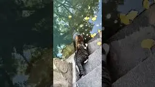 Cats are skilled hunters 😸#funny #usaus #foryou #funnycat #cat #funnyvideos #dogsoftiktok