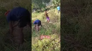 రైతు కష్టం #agriculturefarming #agriculture #farming #youtubeshorts #shortsviral #shorts #rajanandan
