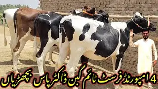 Pk Janwar Tv | 4 American Dutch First Time Pregnant  Heifers |fresh update| HF| 2 june 2025