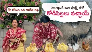 మొత్తానికి మన farm లోకి కోడిపిల్లలు వచ్చాయ్ 🤩 #farmland #chicken #youtube #farmlife 