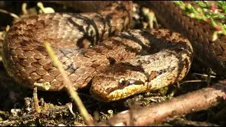 Gladde Slang Veluwe (Coronella Austriaca) / Smooth Snake / Schlingnatter (Glattnatter)