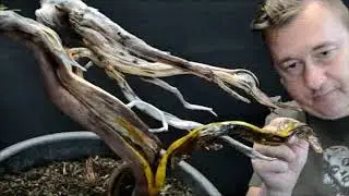 Bonsai Demo Michael Rinnerhofer
