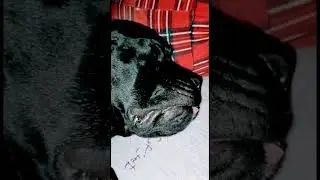 Собачьи сны #аврора #канекорсо#собаки #dog#canecorso#sleep#goodnight #sleepshugar#canecorsoitaliano