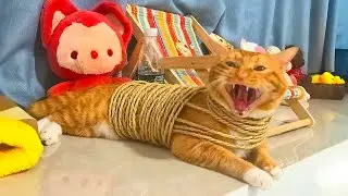 The most DRAMATIC CATS are here! 😂 Funny Cat Videos of 2025