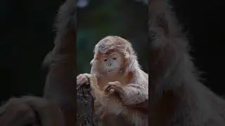 javan langur