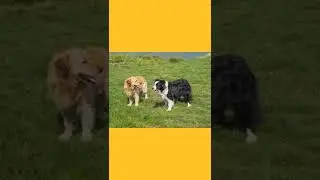 Dogs 3 type black White Colour Animals