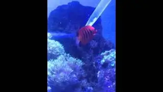 Feeding my mandarin goby frozen mysis