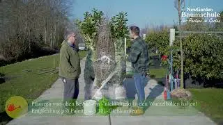 1. Ware auspacken - Pflanzanleitung - Baumschule NewGarden