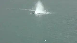 RC racing boat with two brushless inrunner motor. TFL Ariane 2 twin motor version.