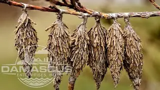 Bagworm Infestation: Signs, Inspection, and Treatment Guide