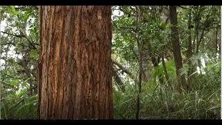 Straight stringybark tree