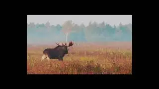 Łopatacz  - bukowisko 2020