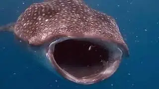 The whale shark is a filter feeder &ndash; one of only three known filter-feeding shark species