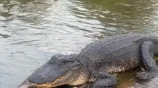 Champagne’s Cajun Swamp Tours. Breaux Bridge Louisiana