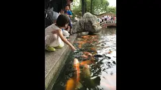 HD Beautiful historical Shunde's famous Qinghui Garden in China - part 2 of 2