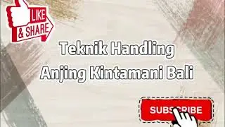 HANDLING ANJING KINTAMANI BALI- Five Basic Commands pada Dog Show