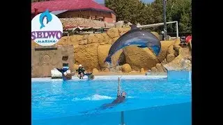 The most beautiful dolphin show 