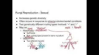 Fungi - Reproduction