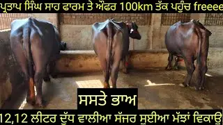 ਔਫਰ ਹੀ ਔਫਰ ਪ੍ਰਤਾਪ ਸਿੰਘ ਸਾਹ ਫਾਰਮ ਤੇ ਔਫਰ ਸੱਜਰ ਸੂਈਆ ਮੱਝਾਂ 4 animals for sale #best #qulity #top #bufflo