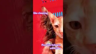 2chor #love #cat #cats #moviemusic #maavaishnavi #funmoviemusic #automobile #moviesoundtrack #films